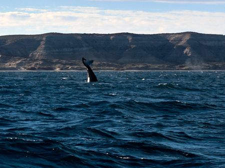 Puerto Madryn, ballenas y más 2021
